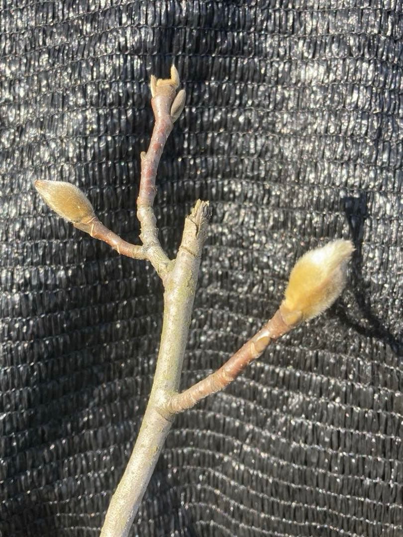 ①*ஐ黄色〜クリーム色に花色が変わる*ஐマグノリア・黄モクレン・苗木【エリザベス