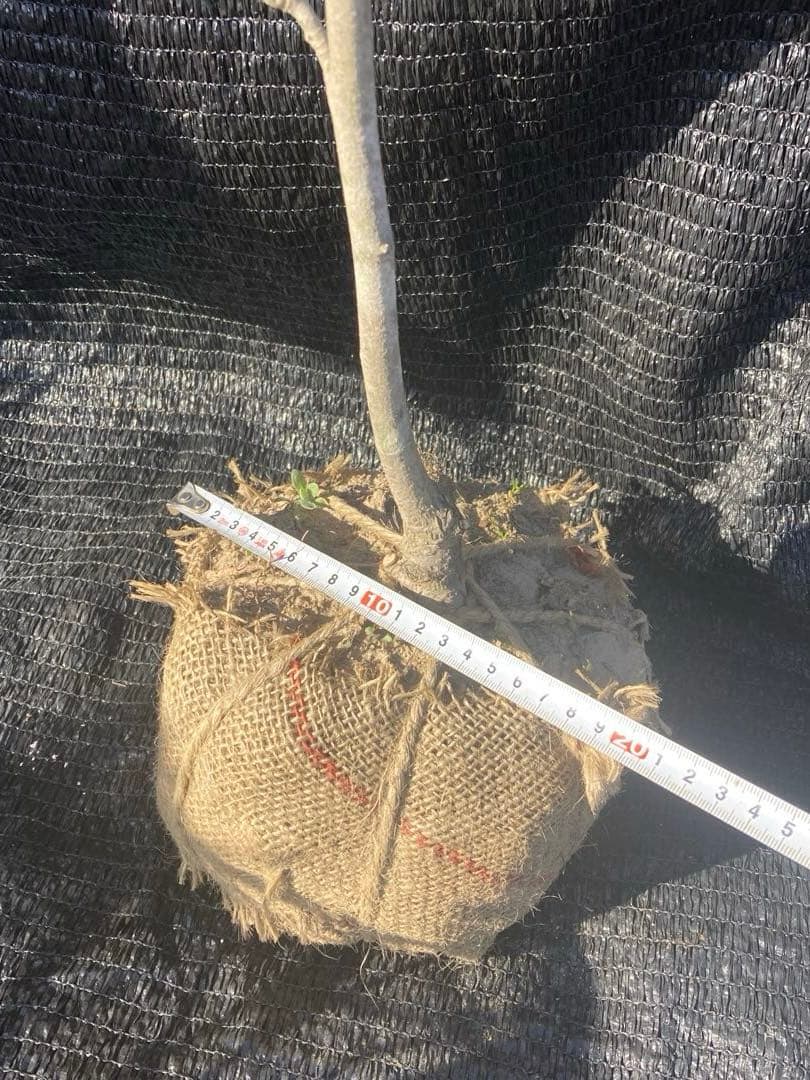 ①*ஐ黄色〜クリーム色に花色が変わる*ஐマグノリア・黄モクレン・苗木【エリザベス