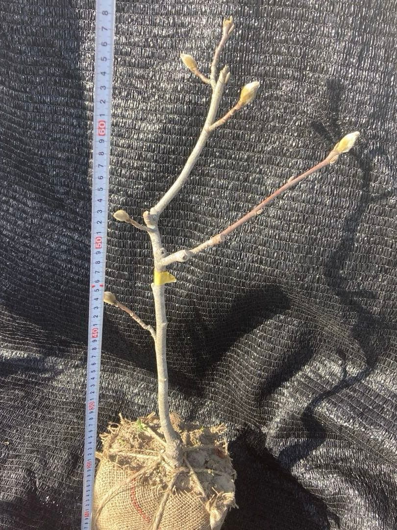 ①*ஐ黄色〜クリーム色に花色が変わる*ஐマグノリア・黄モクレン・苗木【エリザベス