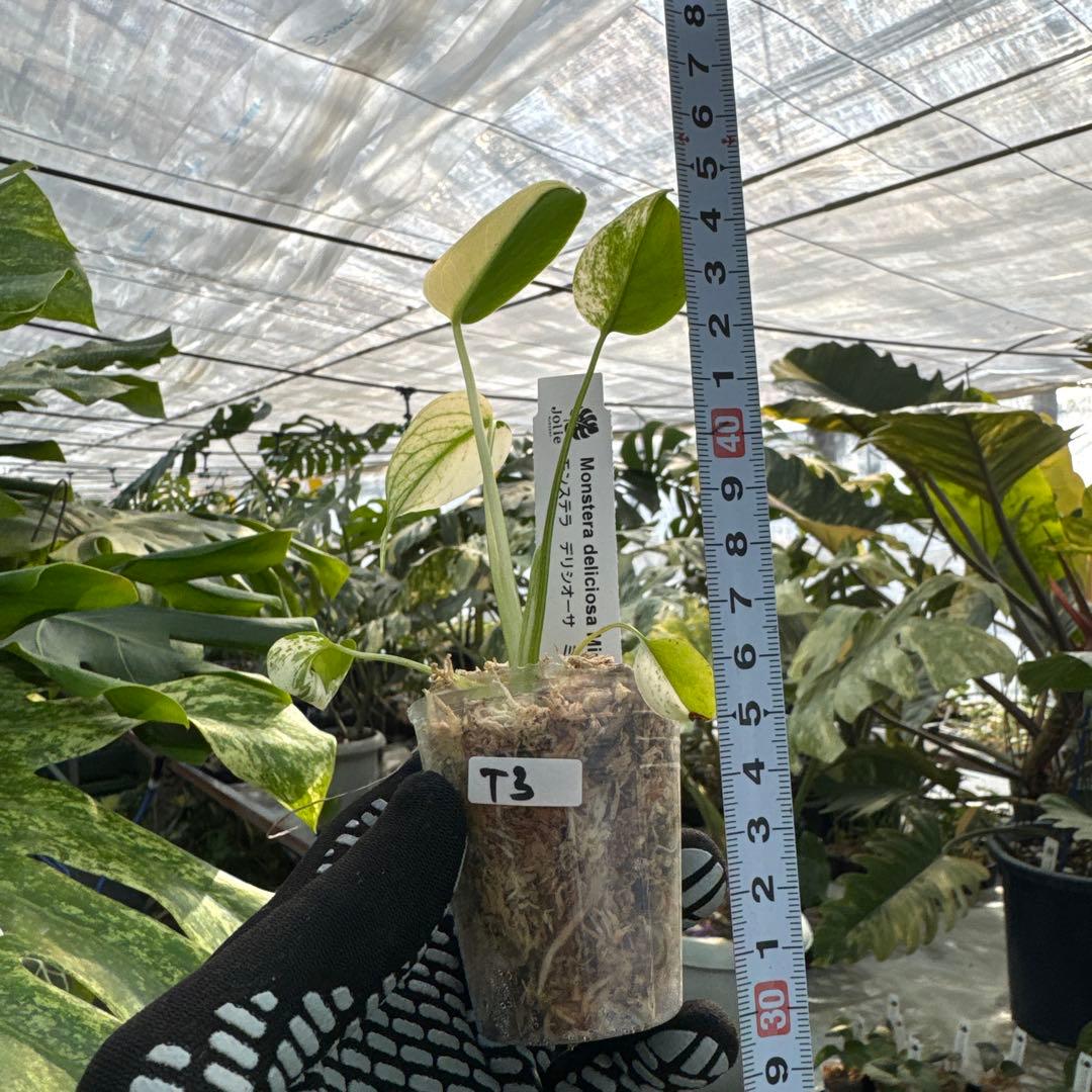 T3モンステラ　デリシオーサ　ミント斑入り　2寸ポリポット　ネコポス発送