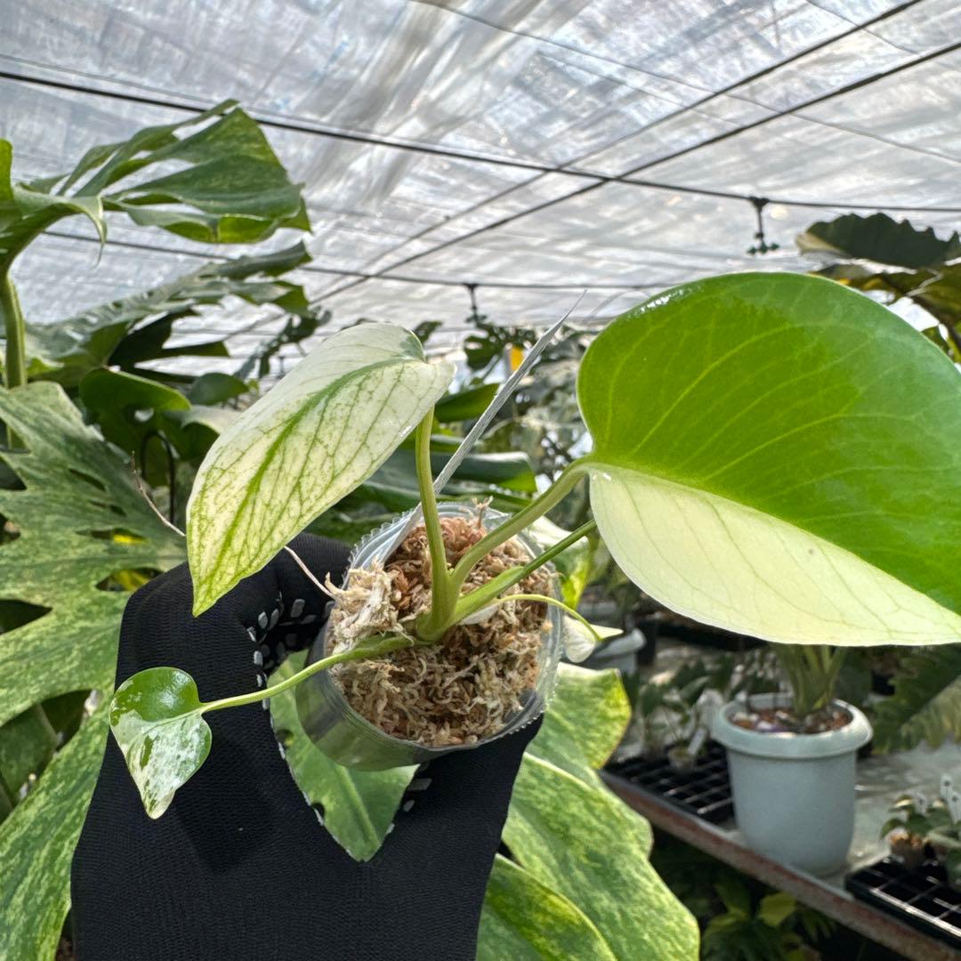 T3モンステラ　デリシオーサ　ミント斑入り　2寸ポリポット　ネコポス発送