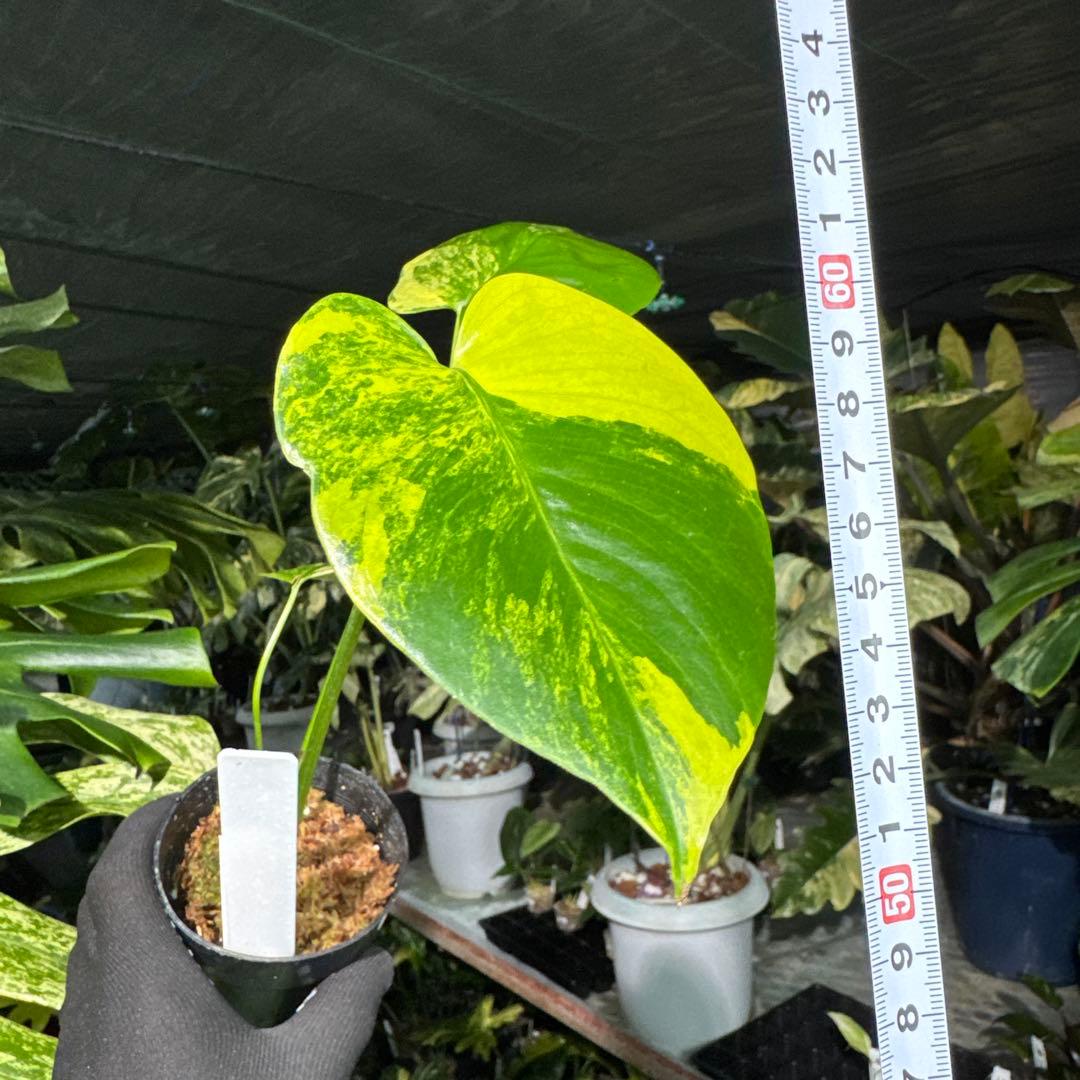 X1 モンステラ　デリシオーサ　イエローマリリン　黄斑入り