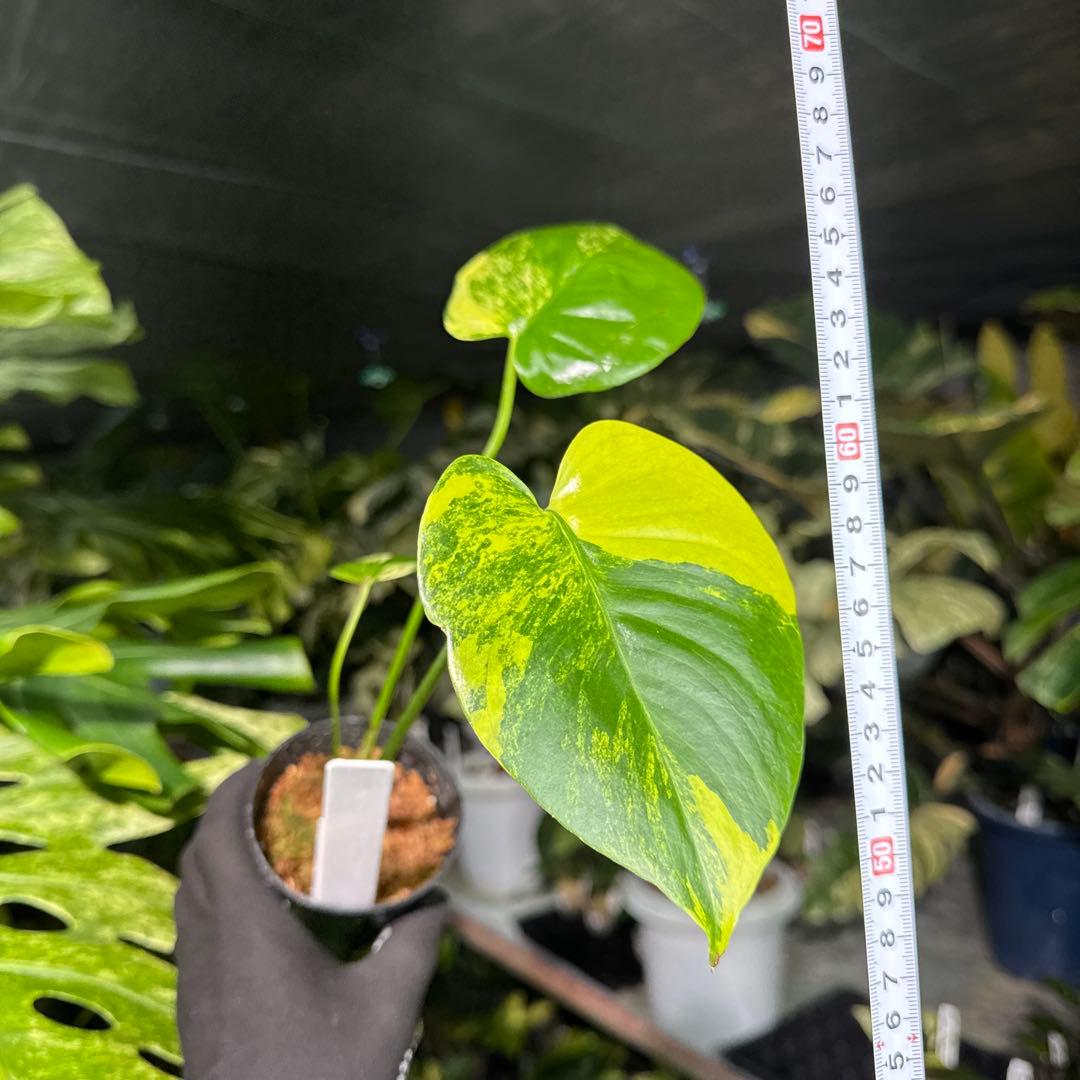 X1 モンステラ　デリシオーサ　イエローマリリン　黄斑入り