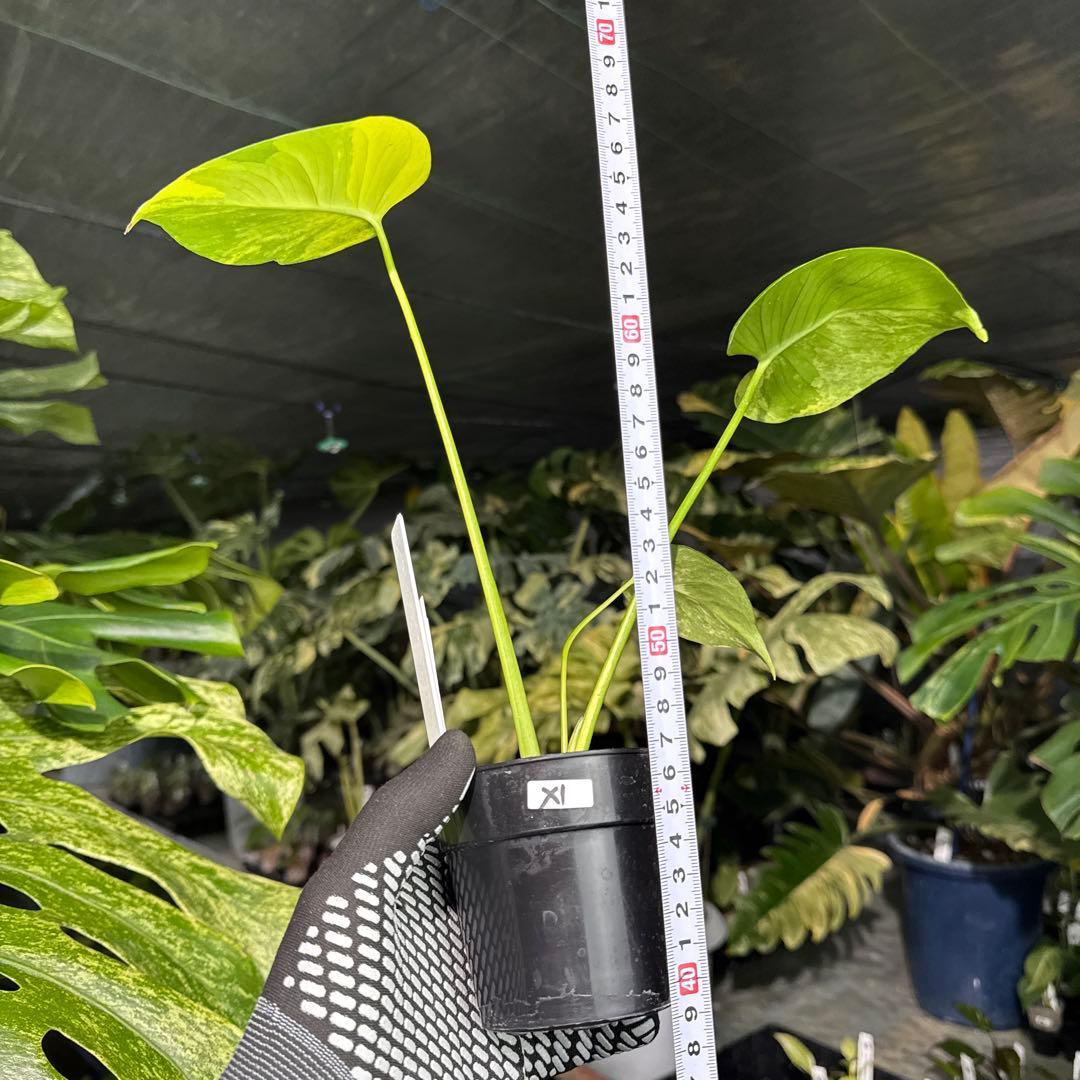 X1 モンステラ　デリシオーサ　イエローマリリン　黄斑入り