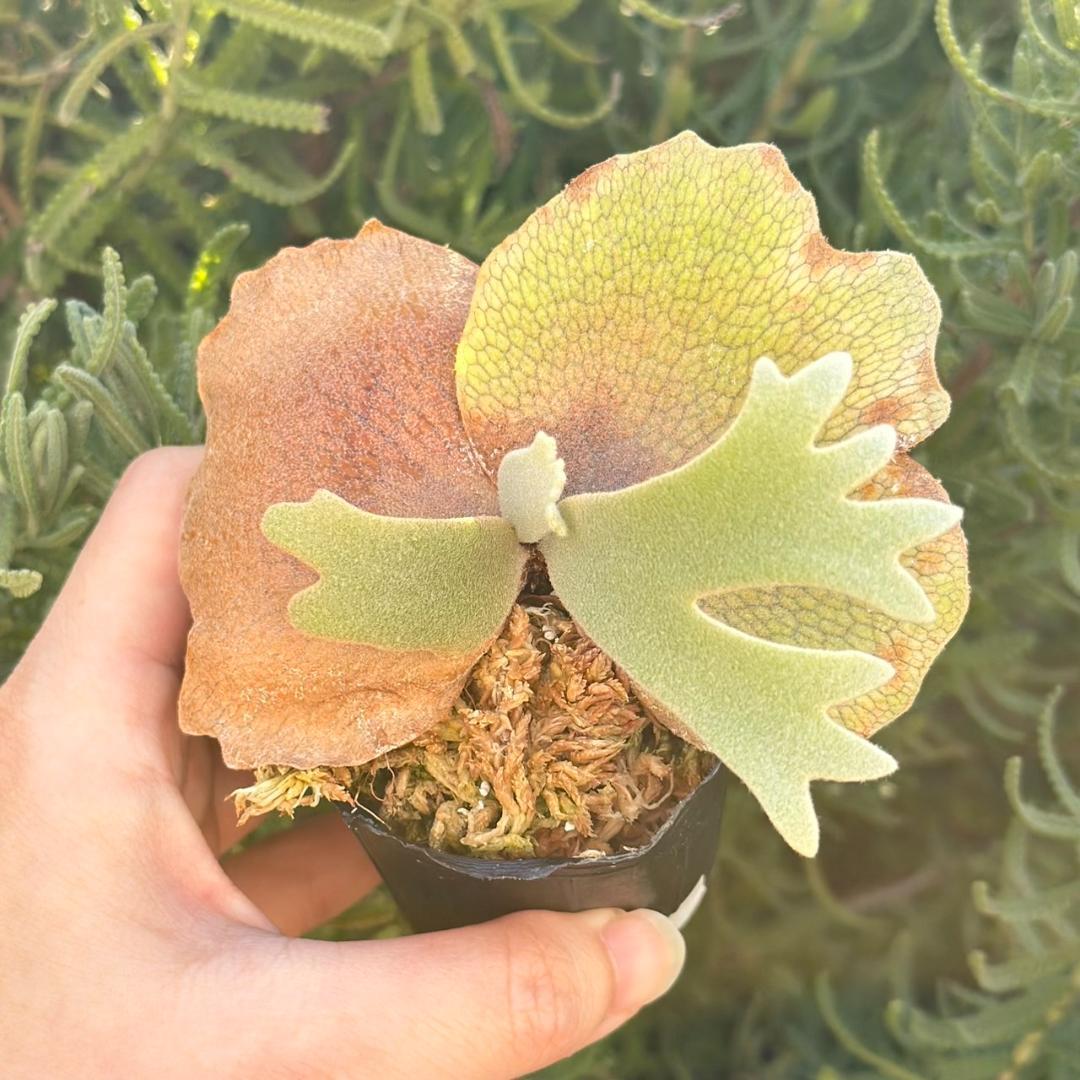 P. willinckii ’Jenny’ TC 215