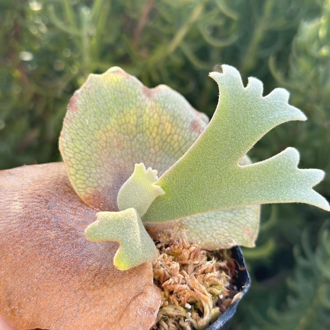 P. willinckii ’Jenny’ TC 215