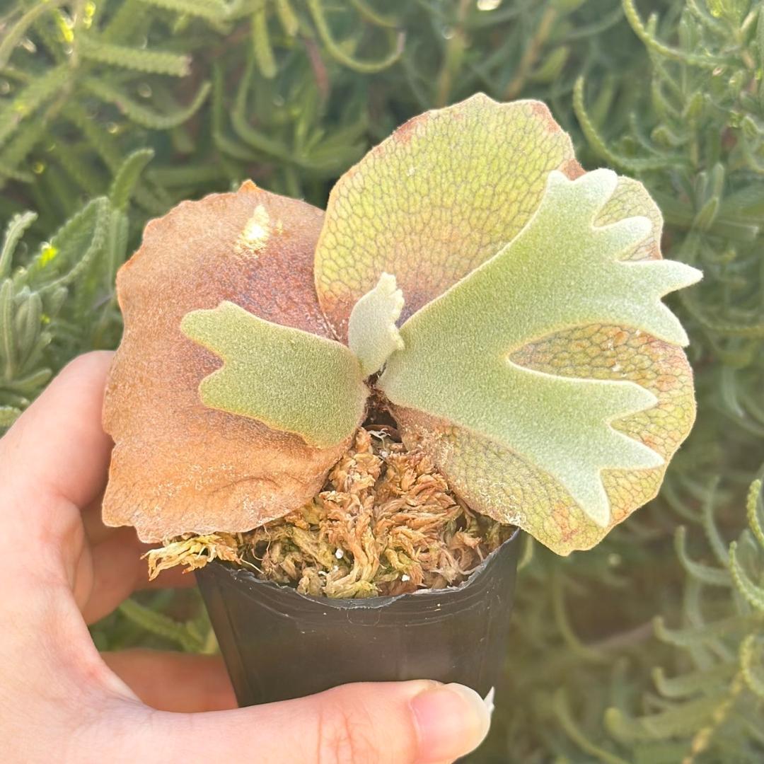 P. willinckii ’Jenny’ TC 215