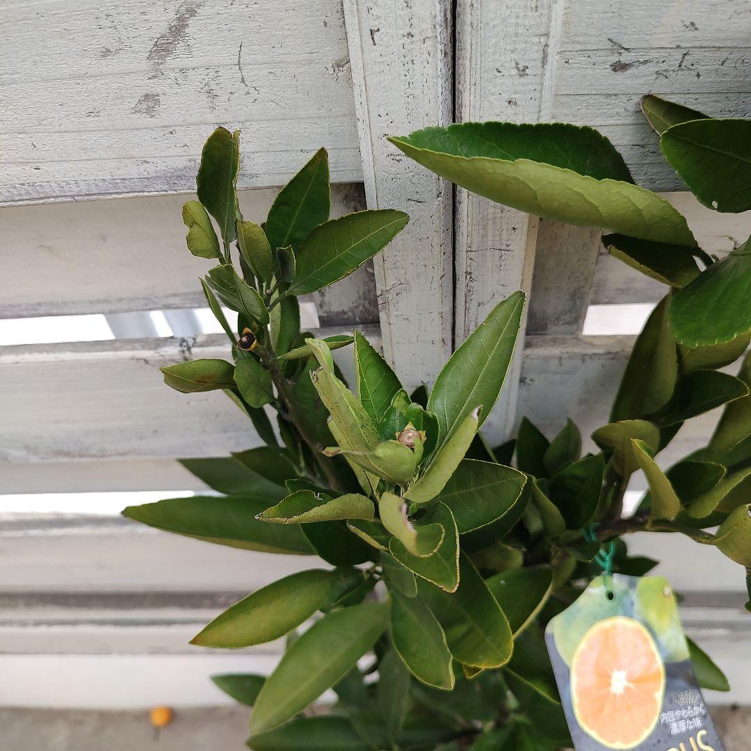 ②ゆら早生みかん 3年生 苗木 結実実績あり！