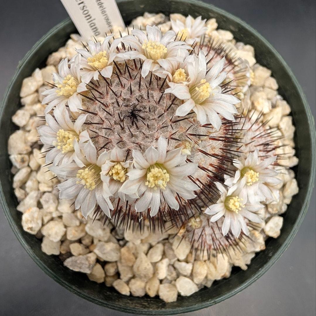 ペレスデラロサエ アンダーソニアナ 実生 鉢植えメルカリ便送料込み