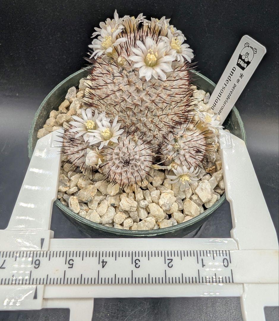 ペレスデラロサエ アンダーソニアナ 実生 鉢植えメルカリ便送料込み