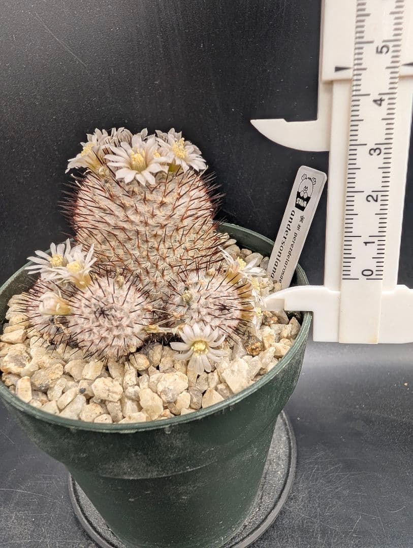 ペレスデラロサエ アンダーソニアナ 実生 鉢植えメルカリ便送料込み