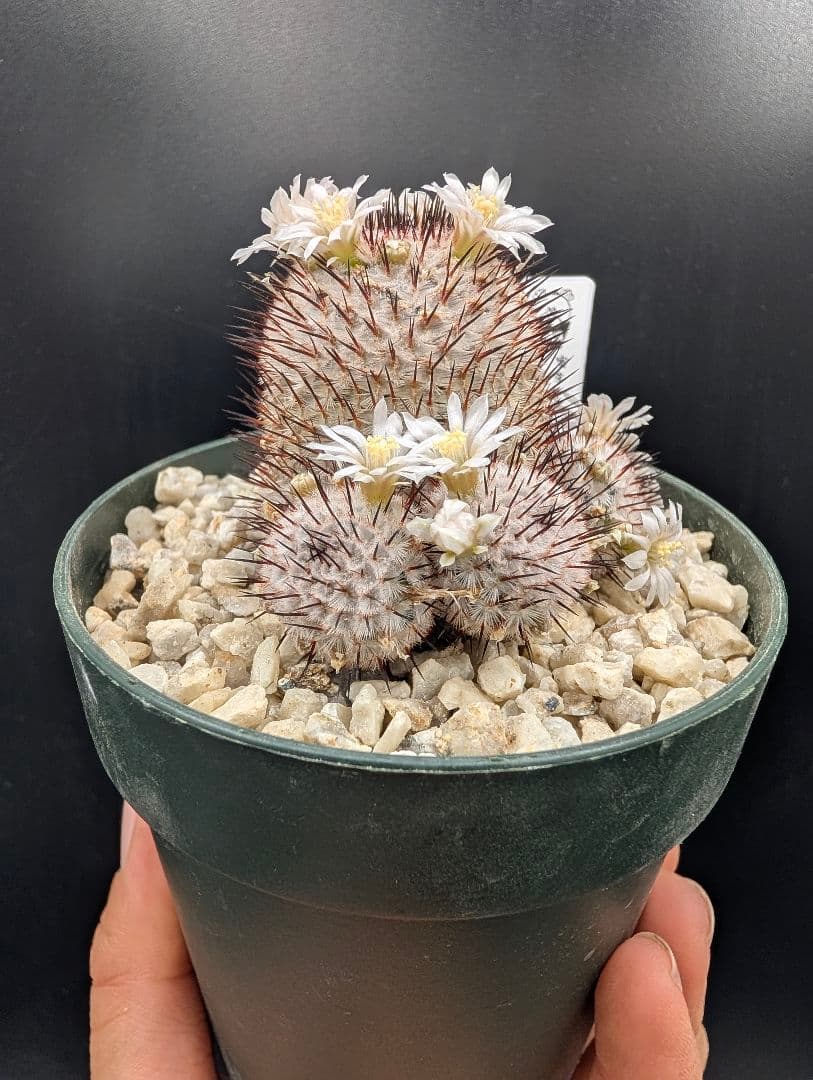 ペレスデラロサエ アンダーソニアナ 実生 鉢植えメルカリ便送料込み