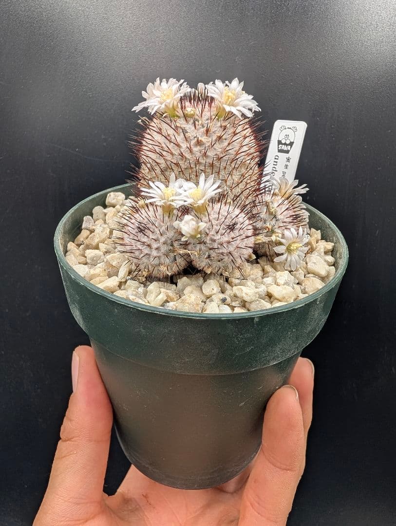 ペレスデラロサエ アンダーソニアナ 実生 鉢植えメルカリ便送料込み