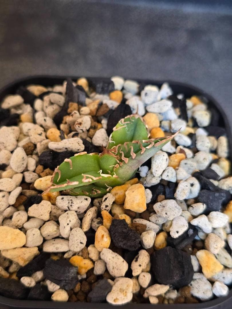 Agave IVORY W.A4 　子株　発根済　訳アリ格安注意事項