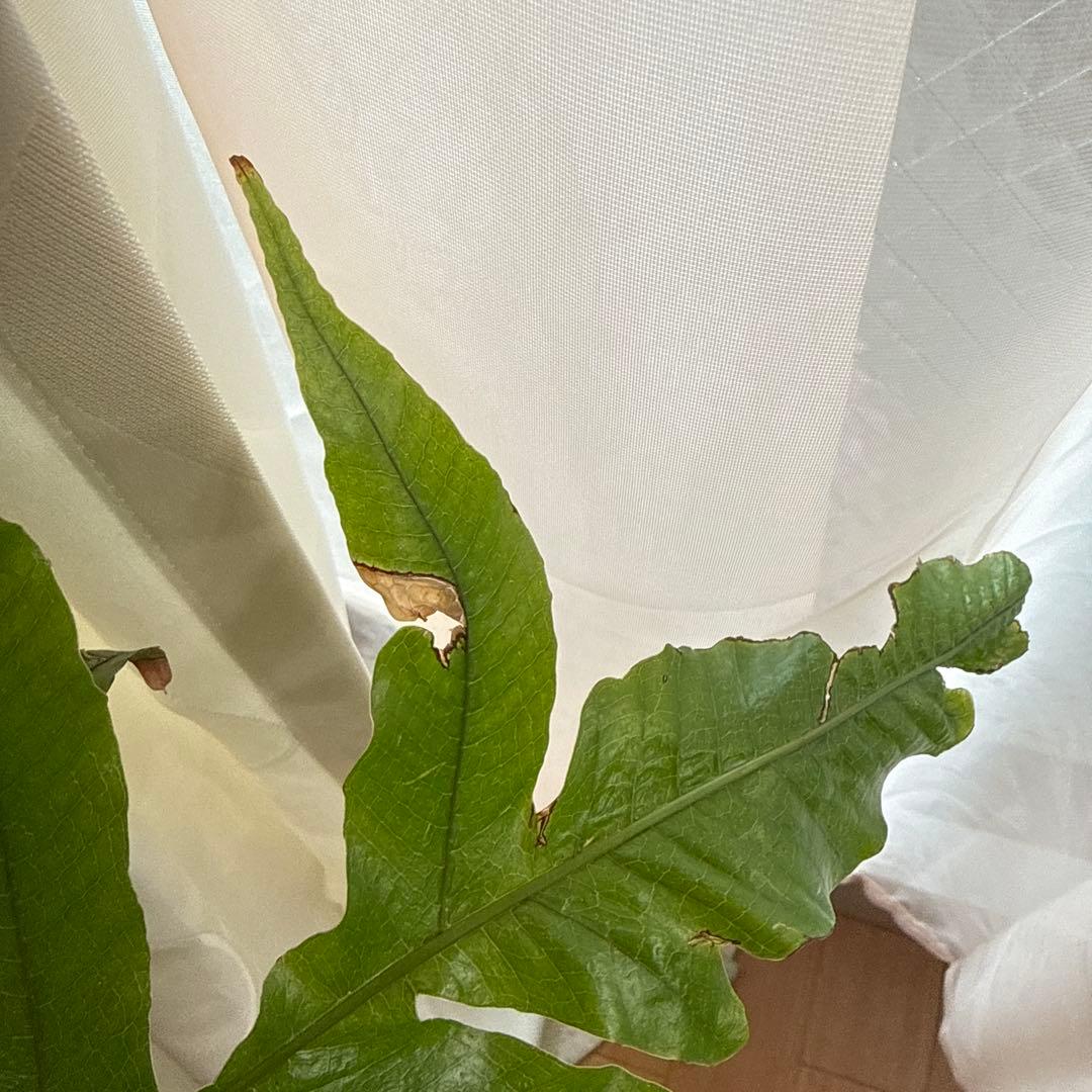 大きい ドリナリア　アグラオモルファ　コロナンス　4号鉢　新葉展開