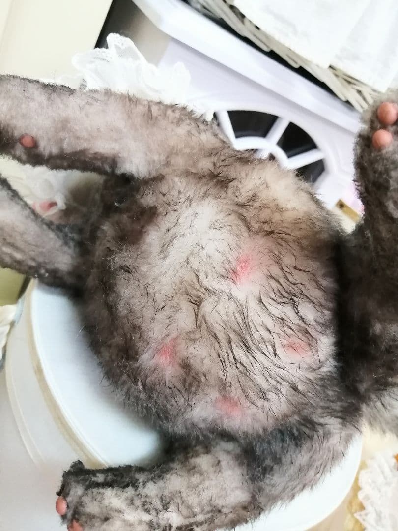 ラピ様♡オーダー❤️ショコラちゃん♡レディちゃん♡パニエ♡かご♡