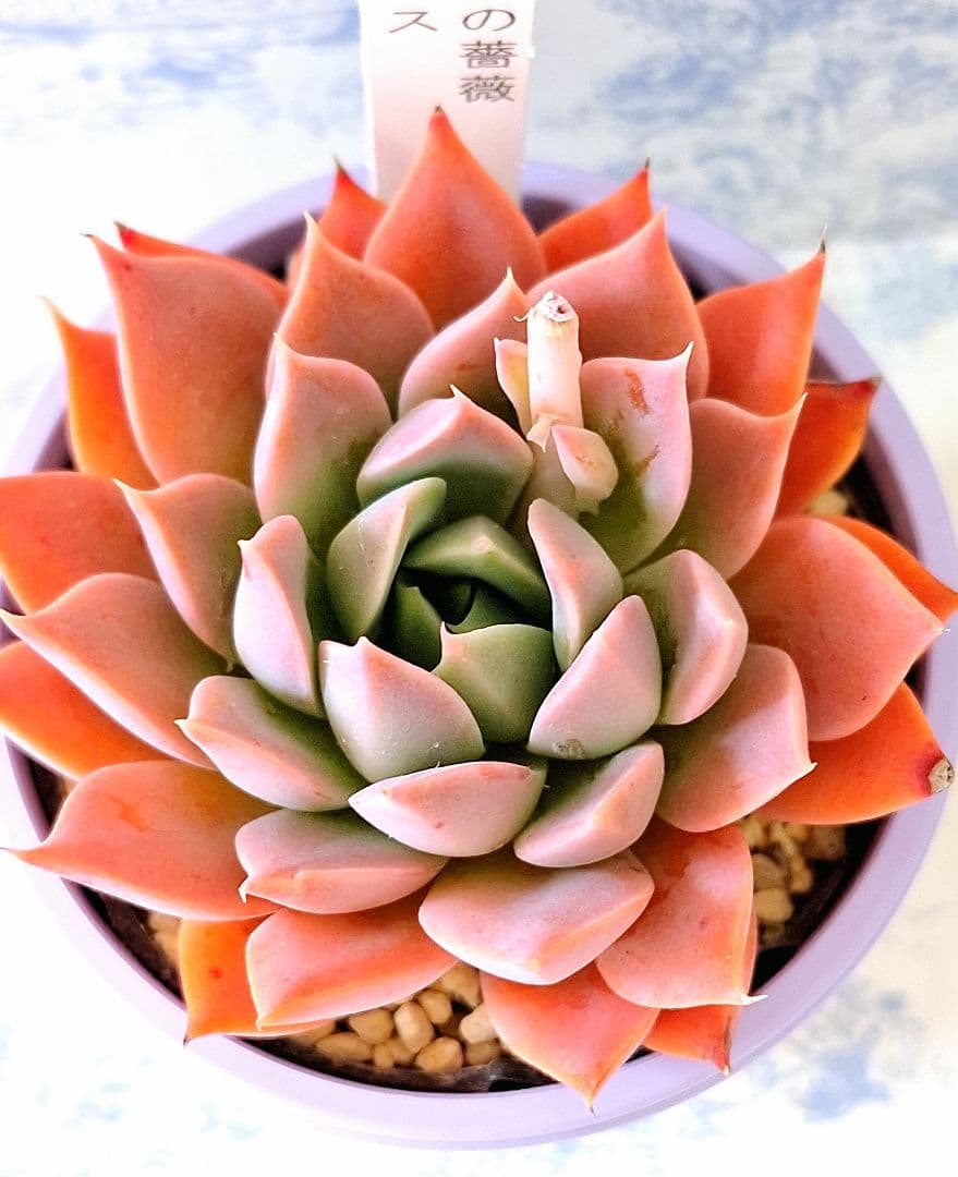 大和の薔薇×ラパス札付きポットごとメルカリ便ぼのぼのさん苗