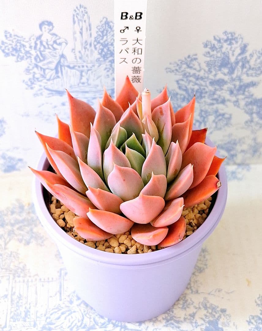 大和の薔薇×ラパス札付きポットごとメルカリ便ぼのぼのさん苗