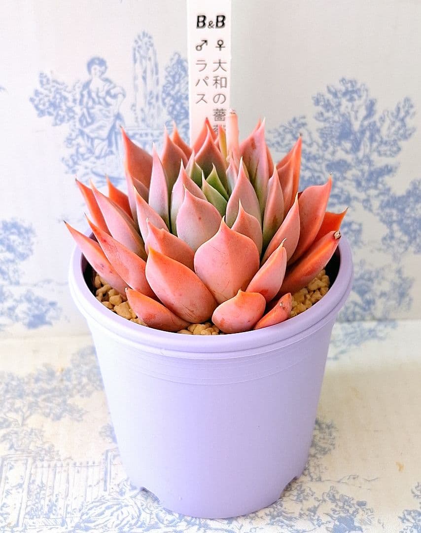 大和の薔薇×ラパス札付きポットごとメルカリ便ぼのぼのさん苗