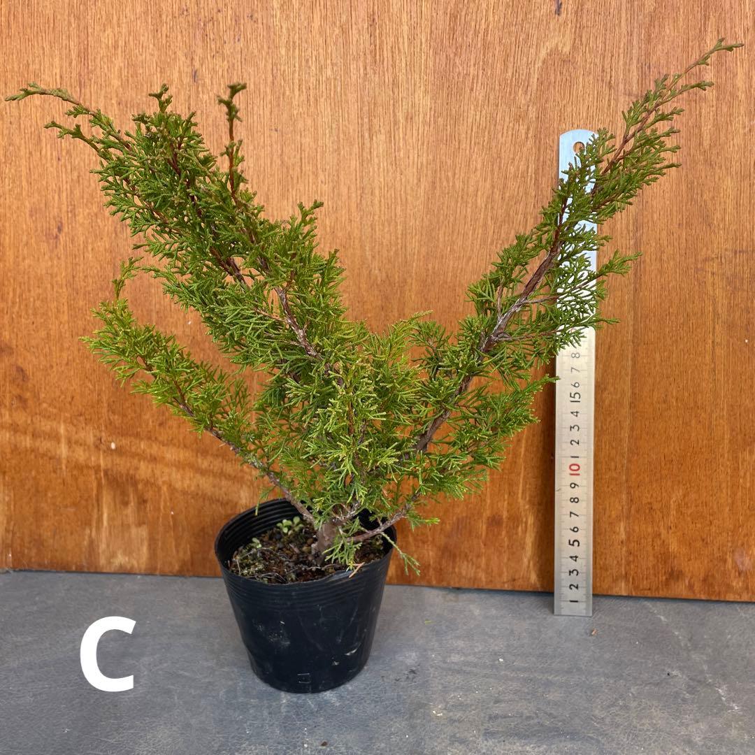 糸魚川真柏（いといがわしんぱく）盆栽素材・小品盆栽 4苗 接木用 挿木用