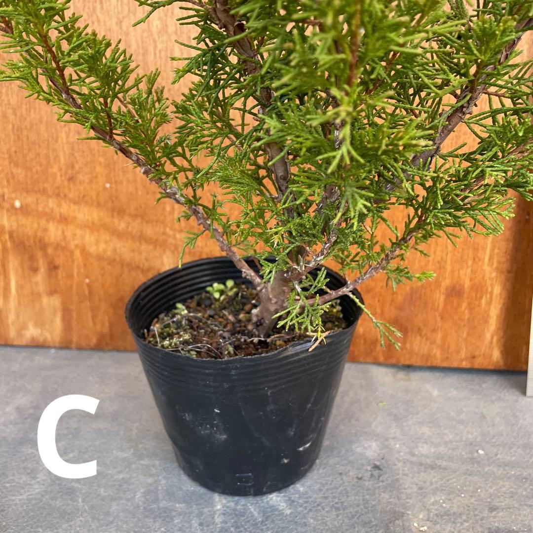 糸魚川真柏（いといがわしんぱく）盆栽素材・小品盆栽 4苗 接木用 挿木用