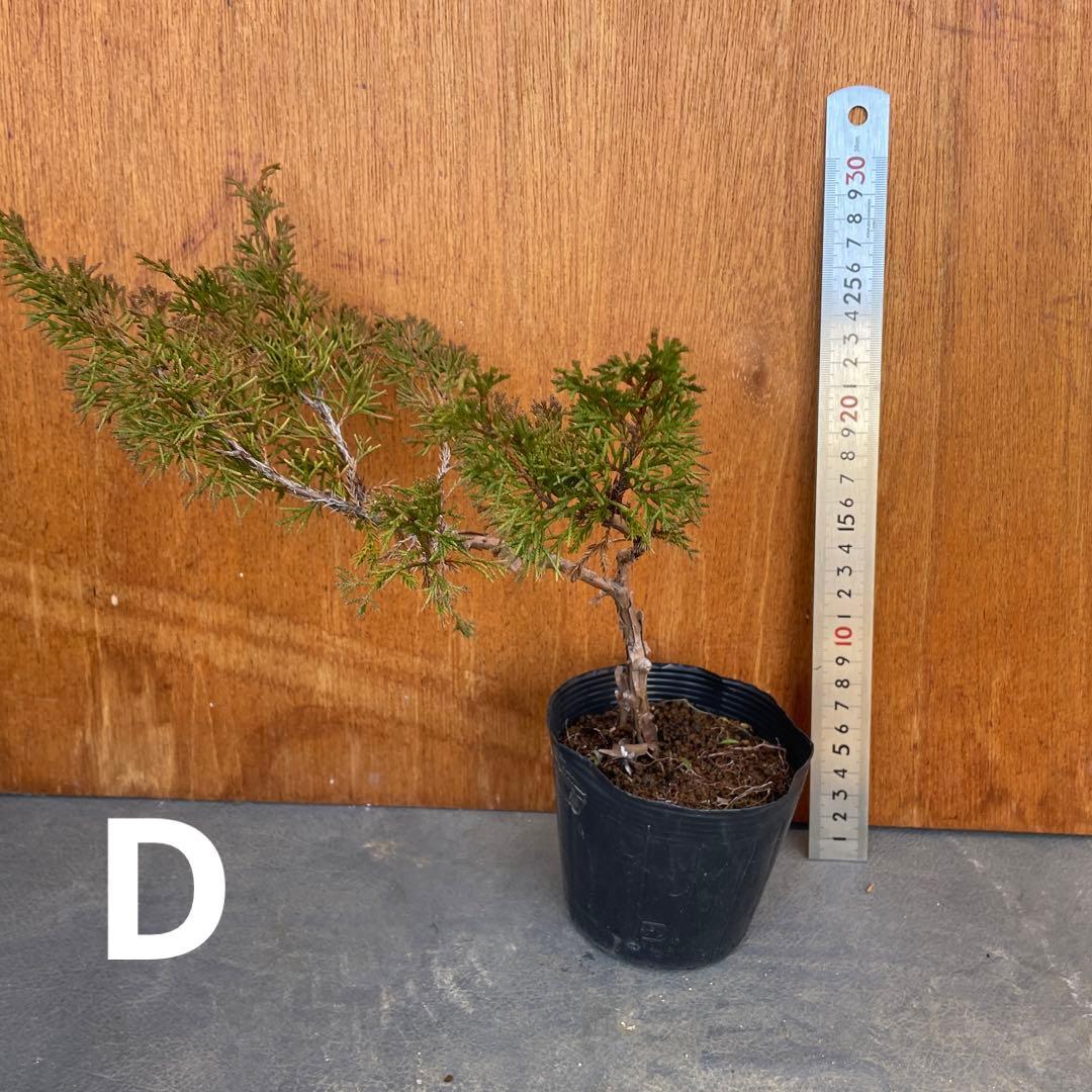 糸魚川真柏（いといがわしんぱく）盆栽素材・小品盆栽 4苗 接木用 挿木用