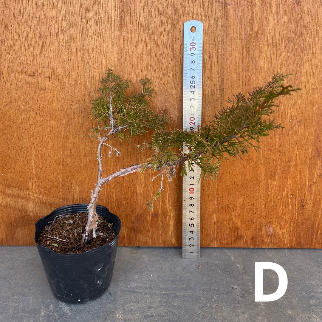 糸魚川真柏（いといがわしんぱく）盆栽素材・小品盆栽 4苗 接木用 挿木用