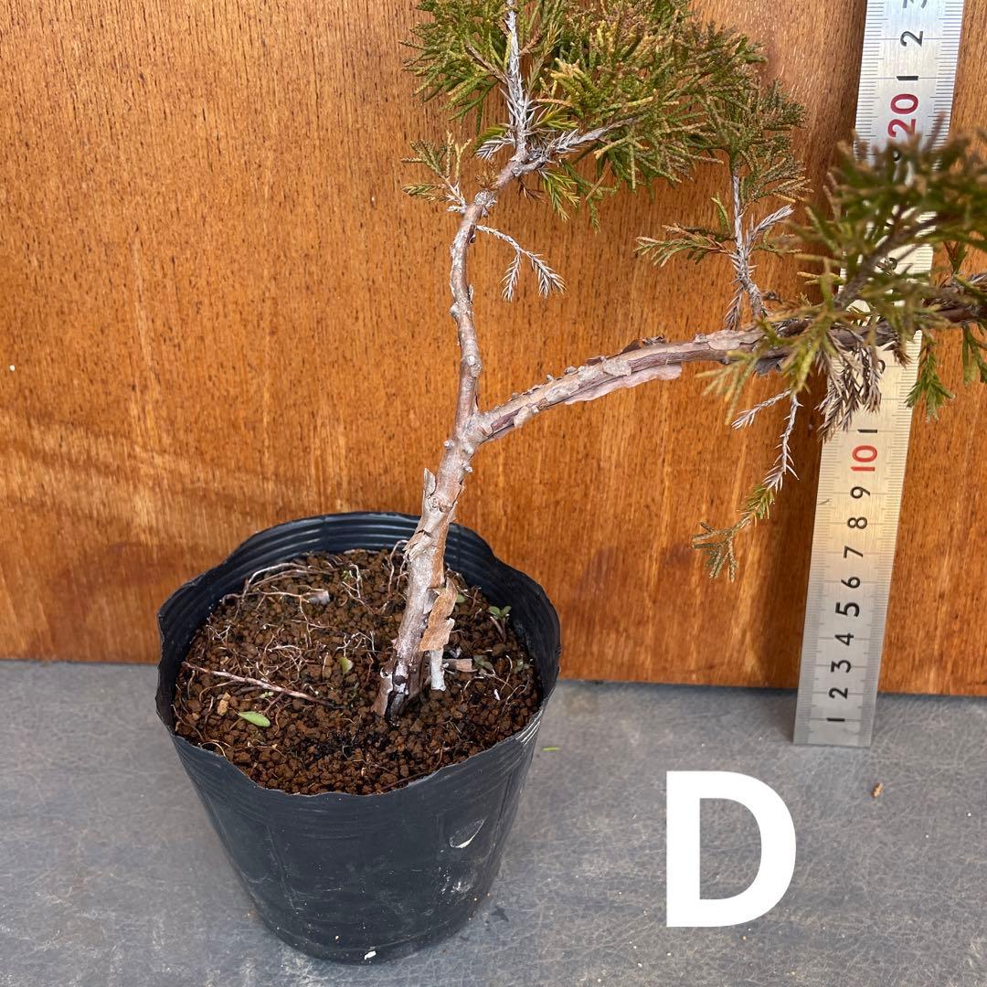 糸魚川真柏（いといがわしんぱく）盆栽素材・小品盆栽 4苗 接木用 挿木用