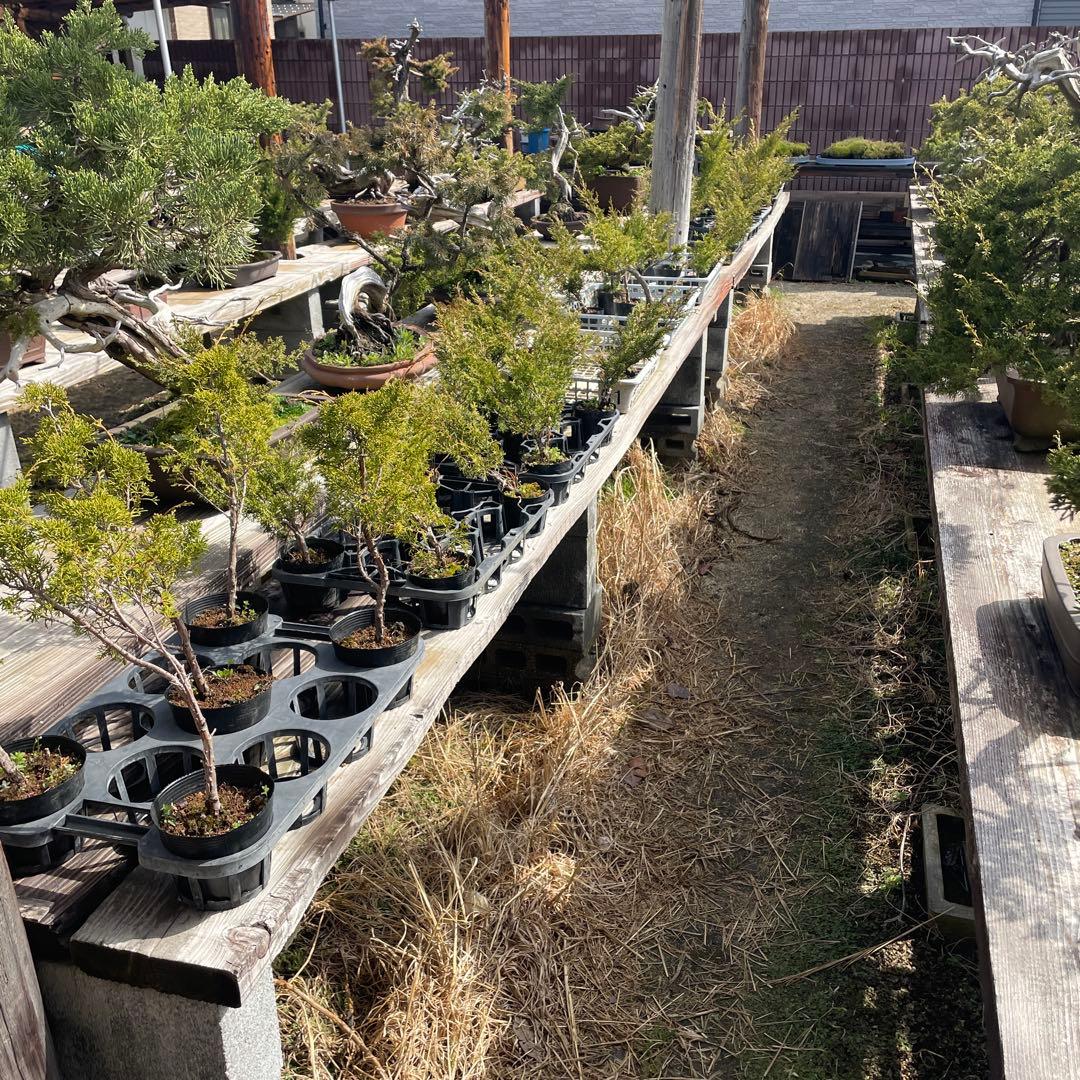 糸魚川真柏（いといがわしんぱく）盆栽素材・小品盆栽 4苗 接木用 挿木用