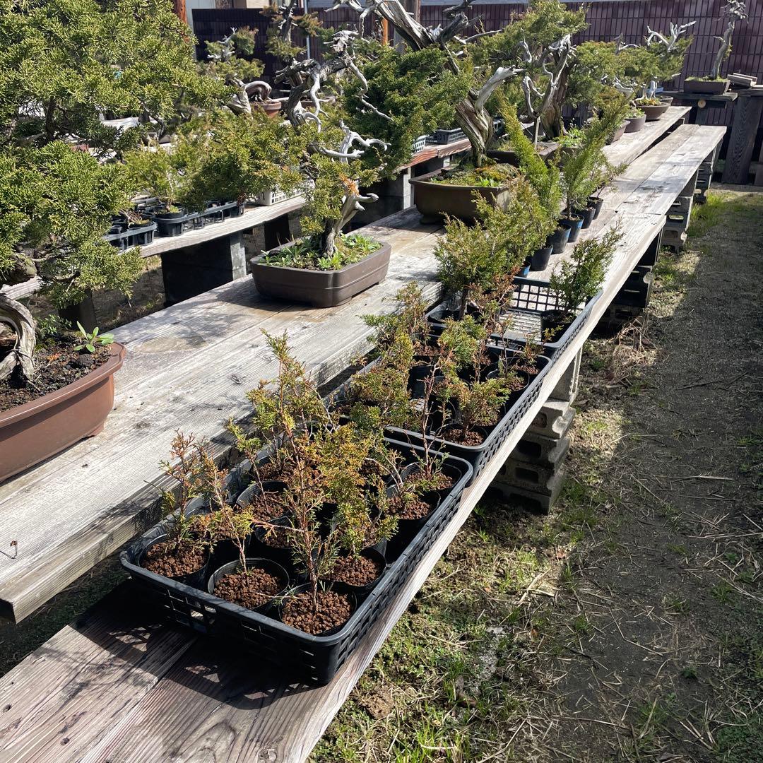 糸魚川真柏（いといがわしんぱく）盆栽素材・小品盆栽 4苗 接木用 挿木用