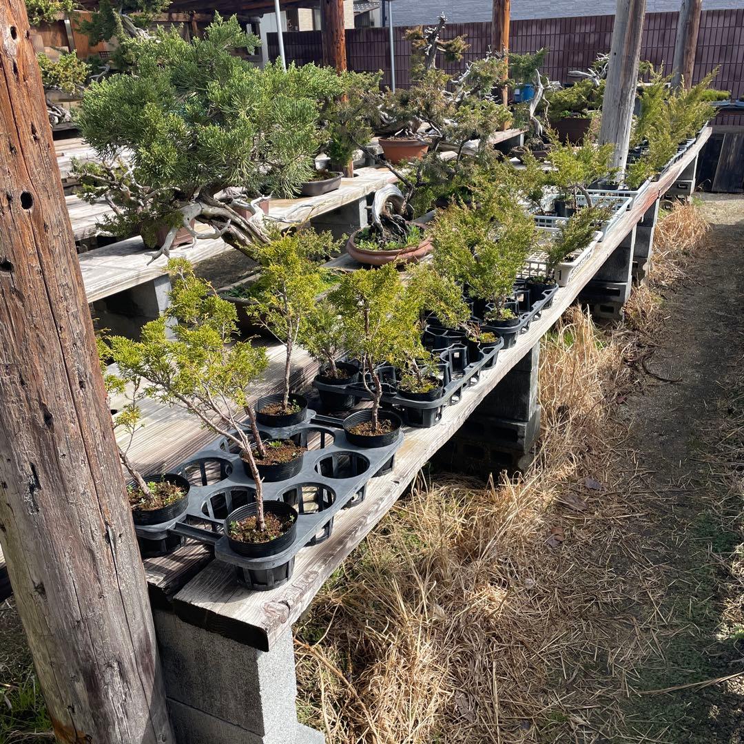 糸魚川真柏（いといがわしんぱく）盆栽素材・小品盆栽 4苗 接木用 挿木用