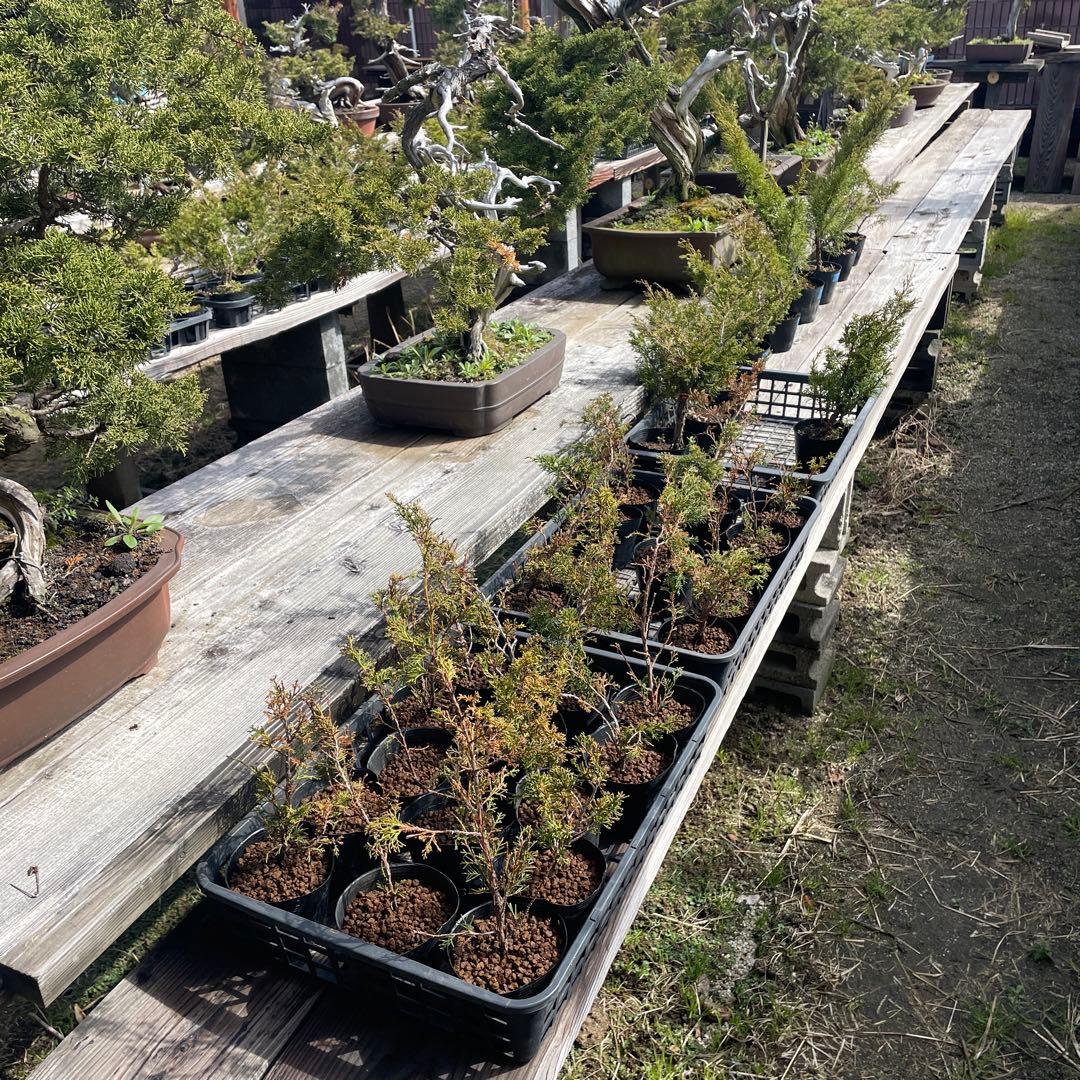 糸魚川真柏（いといがわしんぱく）盆栽素材・小品盆栽 4苗 接木用 挿木用