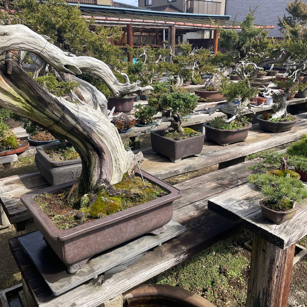 糸魚川真柏（いといがわしんぱく）盆栽素材・小品盆栽 4苗 接木用 挿木用