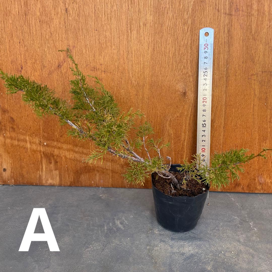 糸魚川真柏（いといがわしんぱく）盆栽素材・小品盆栽 4苗 接木用 挿木用