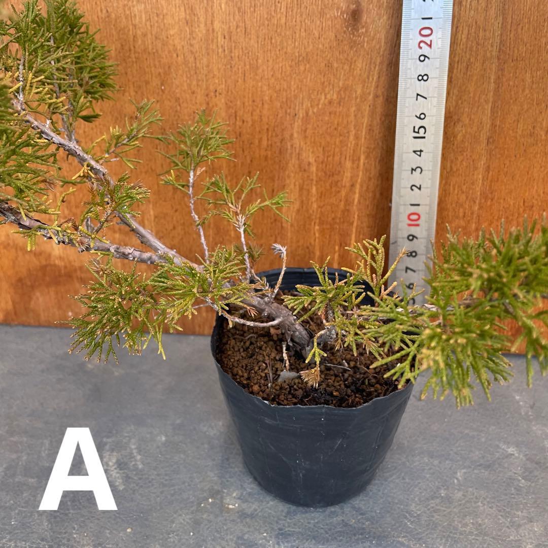 糸魚川真柏（いといがわしんぱく）盆栽素材・小品盆栽 4苗 接木用 挿木用