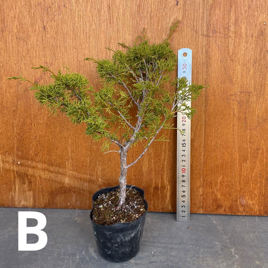 糸魚川真柏（いといがわしんぱく）盆栽素材・小品盆栽 4苗 接木用 挿木用