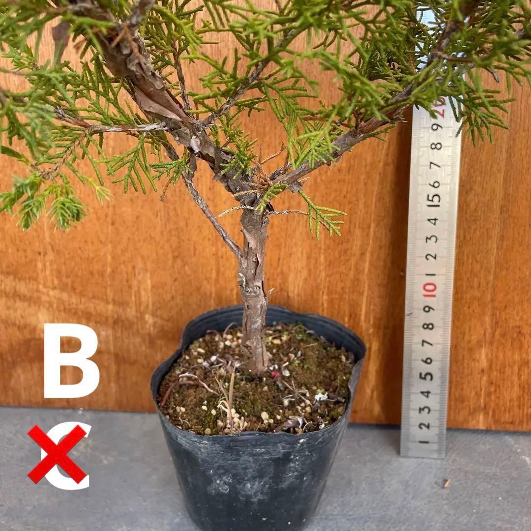 糸魚川真柏（いといがわしんぱく）盆栽素材・小品盆栽 4苗 接木用 挿木用