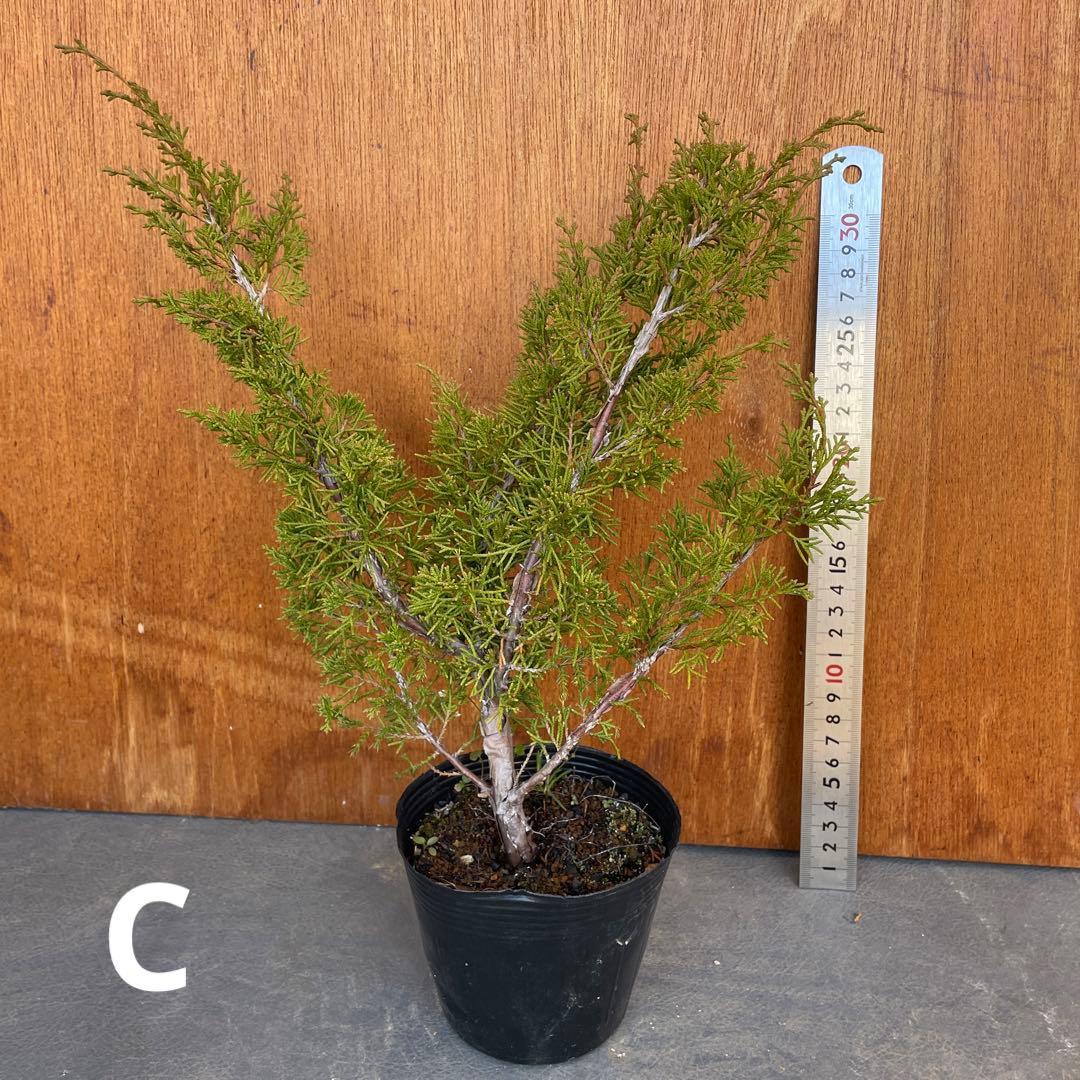 糸魚川真柏（いといがわしんぱく）盆栽素材・小品盆栽 4苗 接木用 挿木用