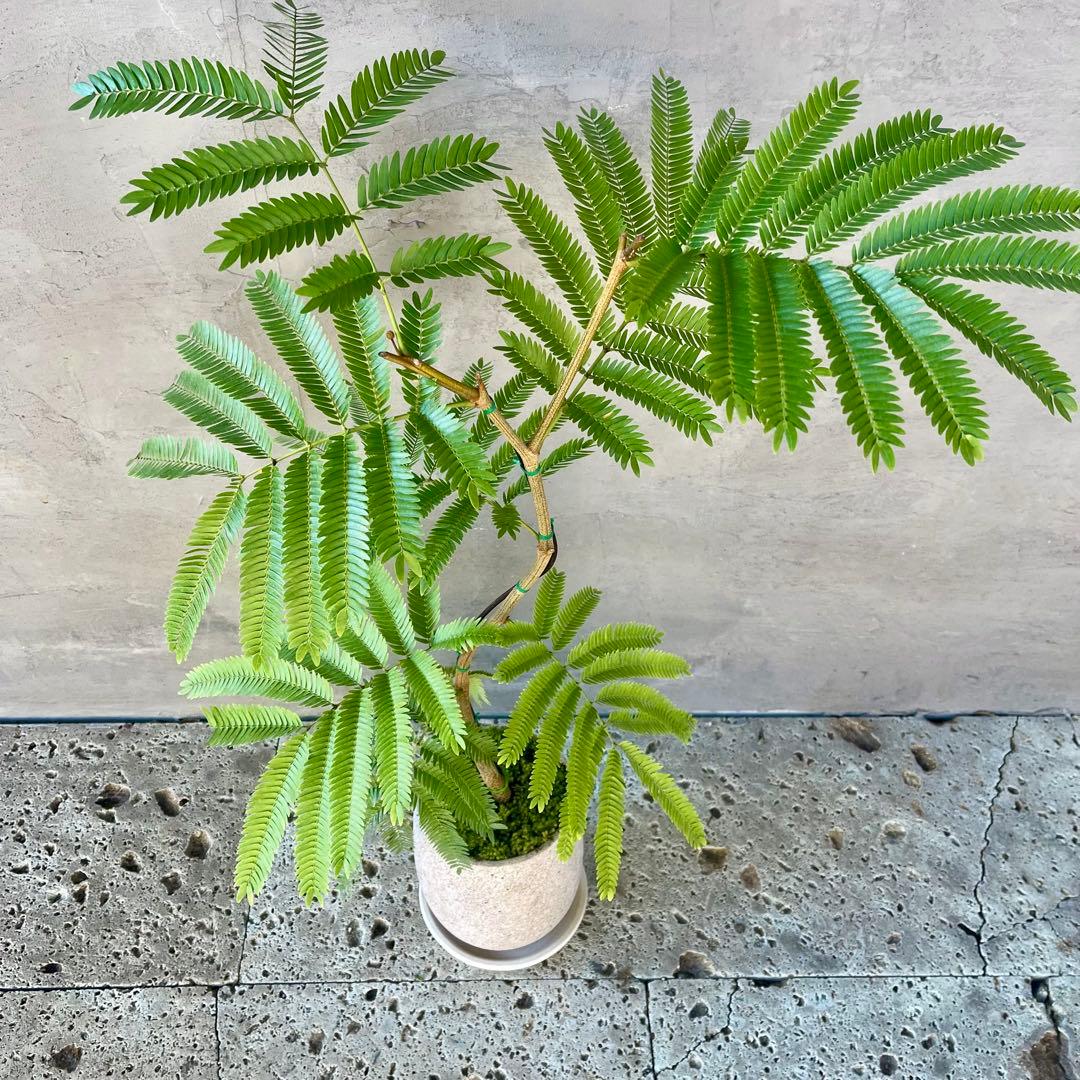 エバーフレッシュ　曲がり　天然苔　盆栽仕立て　陶器鉢　植え込み発送