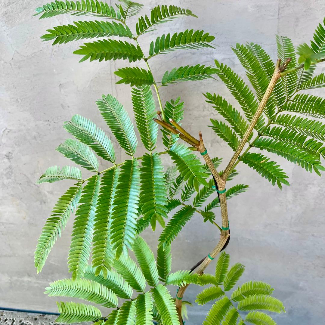 エバーフレッシュ　曲がり　天然苔　盆栽仕立て　陶器鉢　植え込み発送