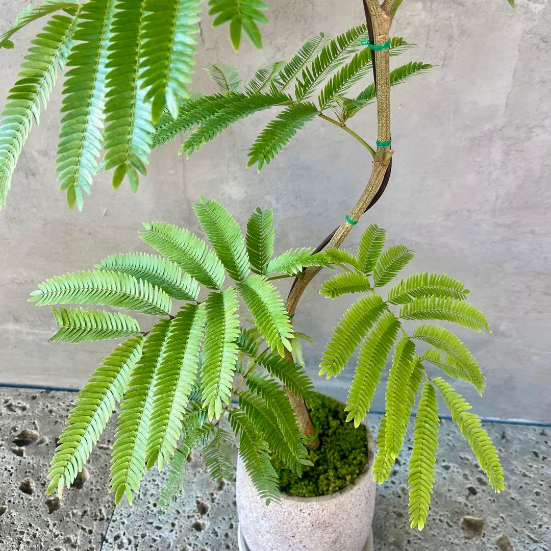 エバーフレッシュ　曲がり　天然苔　盆栽仕立て　陶器鉢　植え込み発送