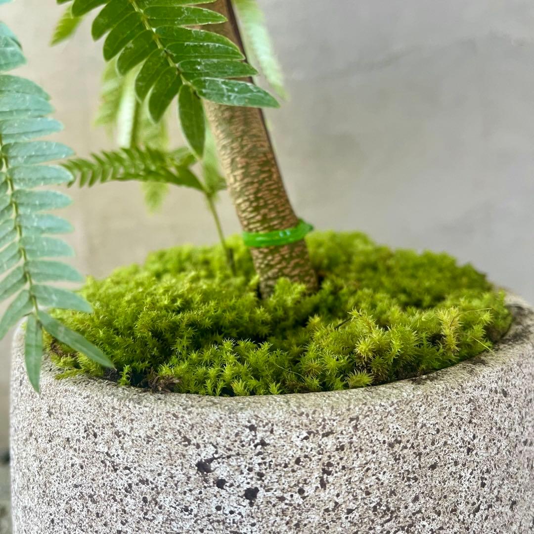 エバーフレッシュ　曲がり　天然苔　盆栽仕立て　陶器鉢　植え込み発送