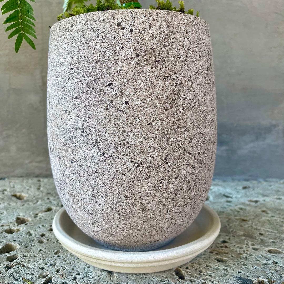 エバーフレッシュ　曲がり　天然苔　盆栽仕立て　陶器鉢　植え込み発送