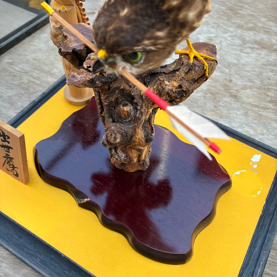 出世鷹　剥製　高さ約59x39x奥行29