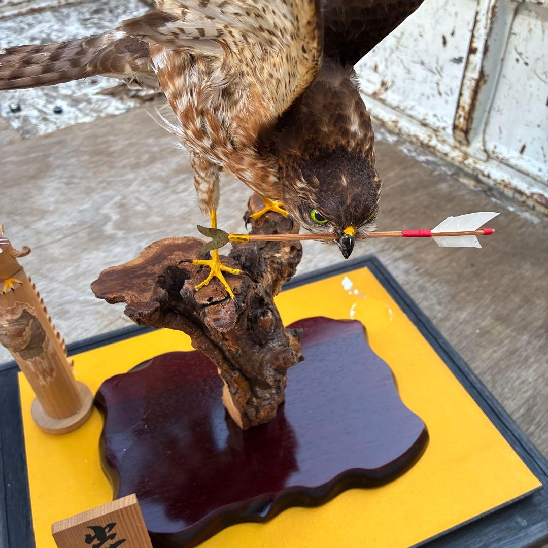 出世鷹　剥製　高さ約59x39x奥行29