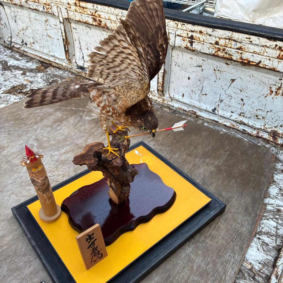 出世鷹　剥製　高さ約59x39x奥行29