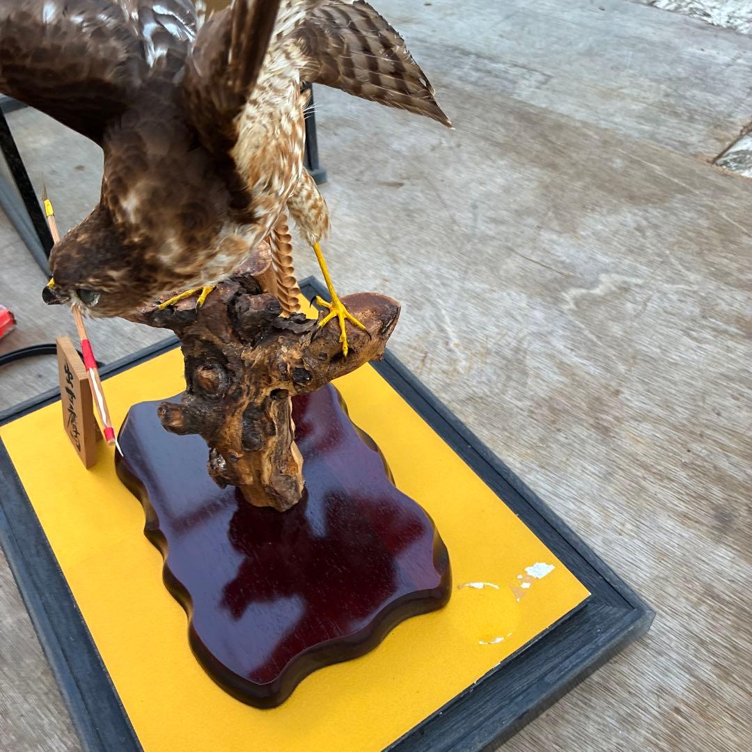 出世鷹　剥製　高さ約59x39x奥行29