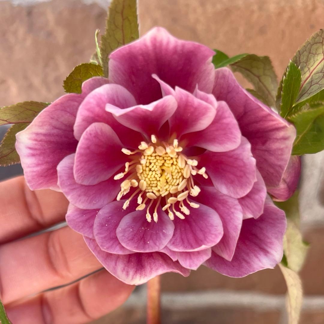 クリスマスローズ　広瀬園芸