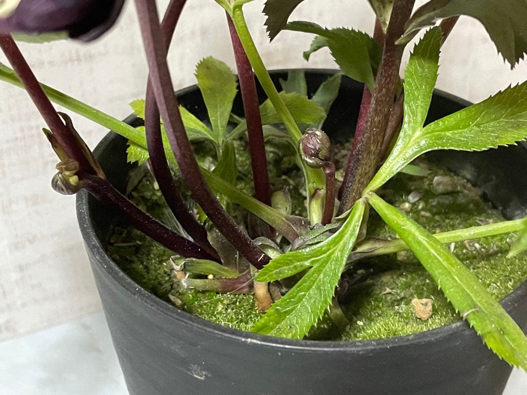 ⭐️専用です。広瀬園芸　多花性ダーク　小型元気株