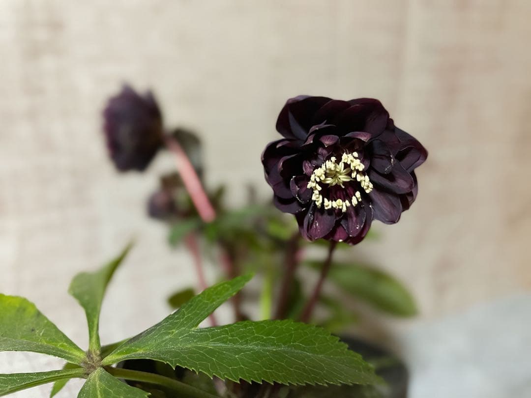 ⭐️専用です。広瀬園芸　多花性ダーク　小型元気株